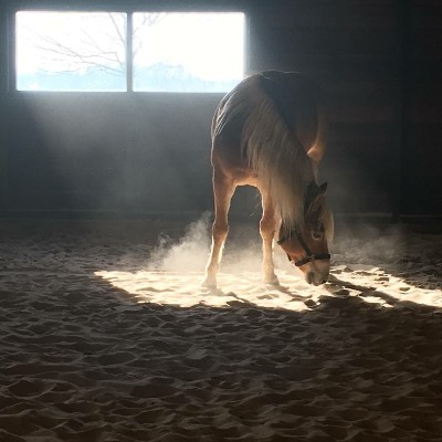 Epona Coaching