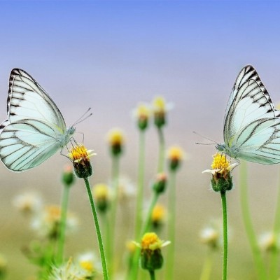 mindfulnessindenatuur.nl