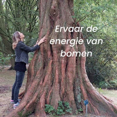 Dineke Vermet | Praten met bomen