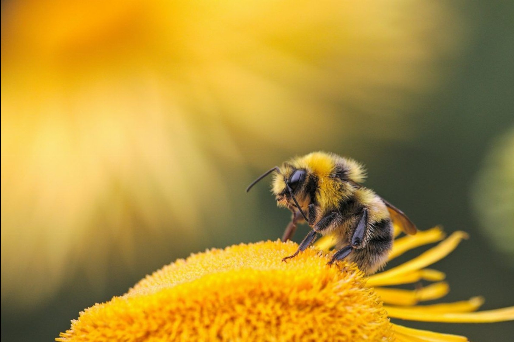 Wereld BijenDag - World Bee Day + Fotowedstrijd