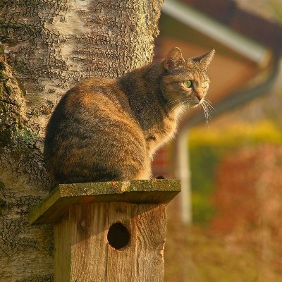 Nederlandse vereniging dierenrecht