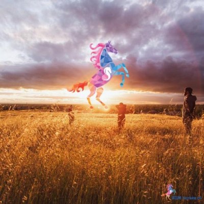 SDM horses | Paardencoaching Gelderland