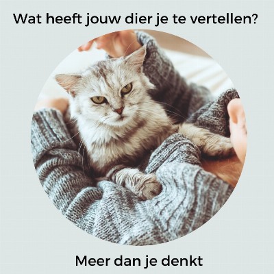 De Regenboogvlinder