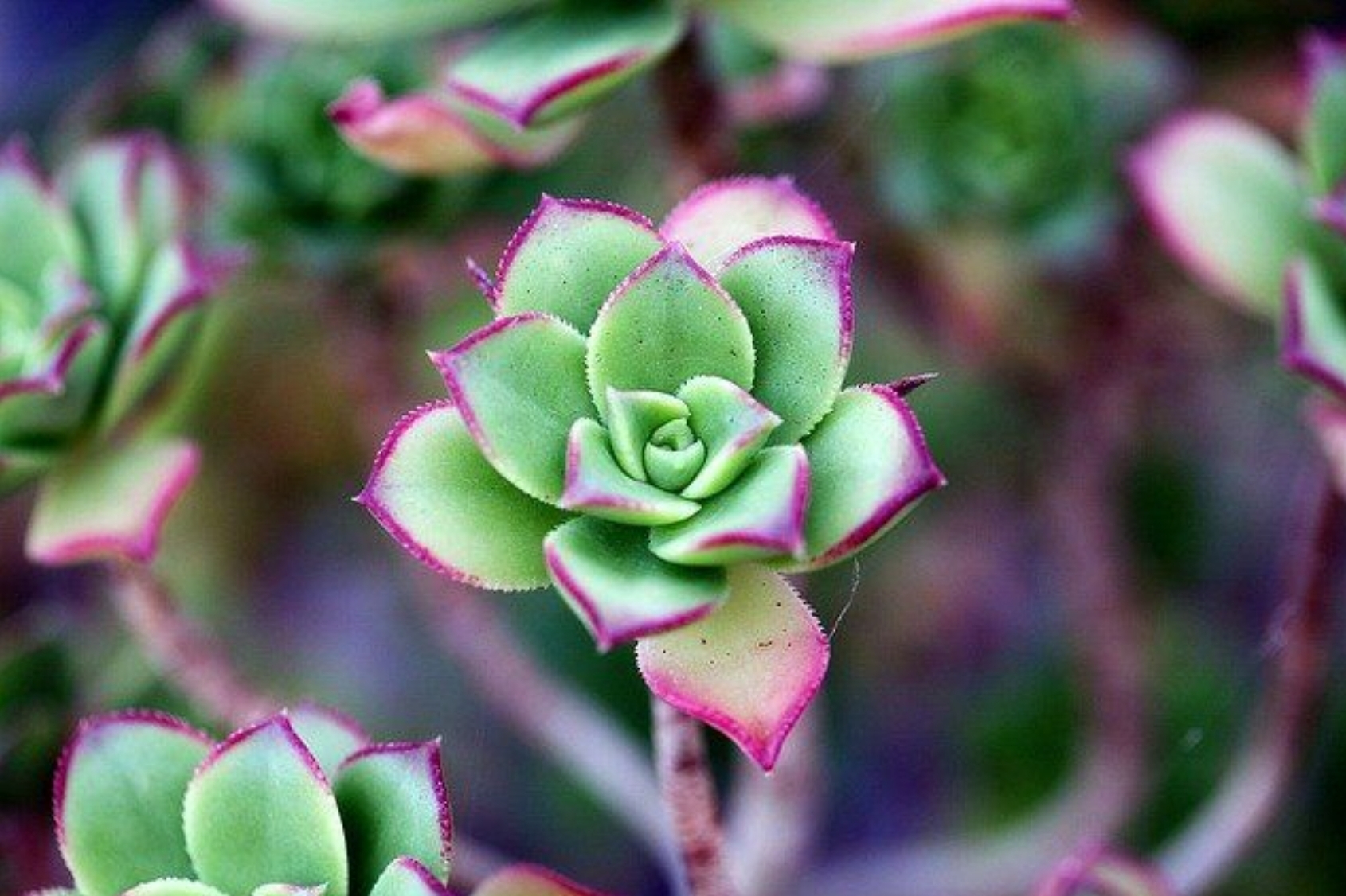 Gezonder, bewuster en bezielder leven met reiki en regeneratief denken